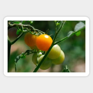 Orange Tomatoes Ripening on the Vine Sticker